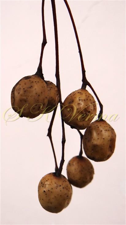  Fruits
